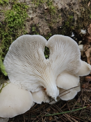  ( - HAY-F-003205)  @11 [ ] by (2023) Mandy Hackney Fungal Diversity Survey