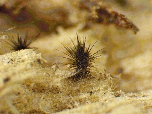 ( - HAY-F-005197)  @11 [ ] c (2023) Rudy Diaz Fungal Diversity Survey