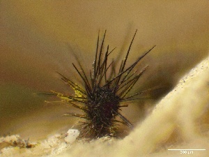  ( - HAY-F-005197)  @11 [ ] c (2023) Rudy Diaz Fungal Diversity Survey