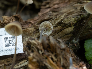  ( - HAY-F-004427)  @11 [ ] by-nc (2023) Stu Pickell Fungal Diversity Survey