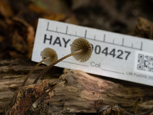  ( - HAY-F-004427)  @11 [ ] by-nc (2023) Stu Pickell Fungal Diversity Survey
