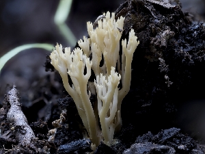  ( - HAY-F-004527)  @11 [ ] by-nc (2023) Stu Pickell Fungal Diversity Survey