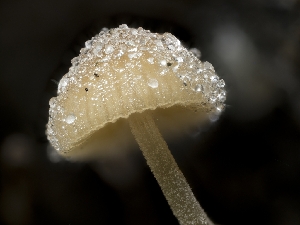  ( - HAY-F-004533)  @11 [ ] by-nc (2023) Stu Pickell Fungal Diversity Survey