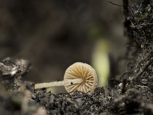  ( - HAY-F-004533)  @11 [ ] by-nc (2023) Stu Pickell Fungal Diversity Survey