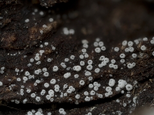  (Henningsomyces sp. candidus-CA01 - HAY-F-004426)  @11 [ ] by-nc (2023) Stu Pickell Fungal Diversity Survey