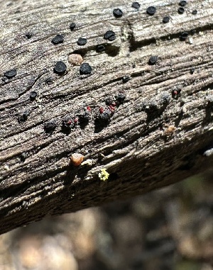  (Dialonectria sp. CA01 - HAY-F-002619)  @11 [ ] c (2023) Rudy Diaz Fungal Diversity Survey