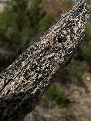 ( - HAY-F-005577)  @11 [ ] c (2023) Rudy Diaz Fungal Diversity Survey