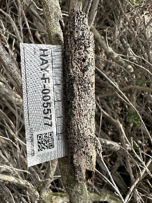  ( - HAY-F-005577)  @11 [ ] c (2023) Rudy Diaz Fungal Diversity Survey