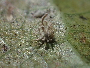  ( - HAY-F-005974)  @11 [ ] by-nc (2023) Dean Lyons Fungal Diversity Survey