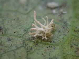  ( - HAY-F-005974)  @11 [ ] by-nc (2023) Dean Lyons Fungal Diversity Survey