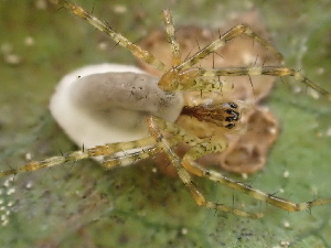  ( - HAY-F-005972)  @11 [ ] by-nc (2023) Dean Lyons Fungal Diversity Survey