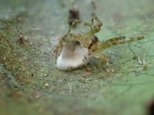  ( - HAY-F-005972)  @11 [ ] by-nc (2023) Dean Lyons Fungal Diversity Survey