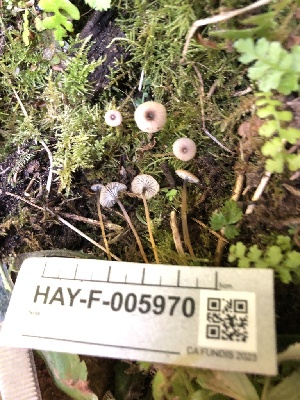  ( - HAY-F-005970)  @11 [ ] by-nc (2023) Dean Lyons Fungal Diversity Survey