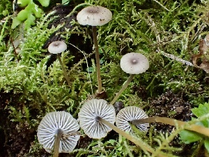  ( - HAY-F-005970)  @11 [ ] by-nc (2023) Dean Lyons Fungal Diversity Survey