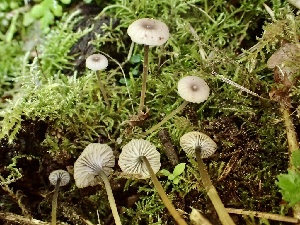  ( - HAY-F-005970)  @11 [ ] by-nc (2023) Dean Lyons Fungal Diversity Survey