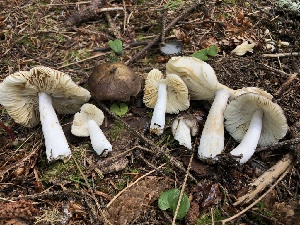  ( - HAY-F-005975)  @11 [ ] by-nc (2023) Dean Lyons Fungal Diversity Survey
