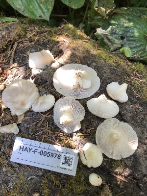  ( - HAY-F-005976)  @11 [ ] by-nc (2023) Dean Lyons Fungal Diversity Survey