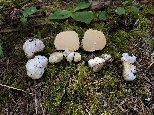  (Russula idahoensis - HAY-F-005978)  @11 [ ] by-nc (2023) Dean Lyons Fungal Diversity Survey