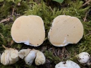  ( - HAY-F-005978)  @11 [ ] by-nc (2023) Dean Lyons Fungal Diversity Survey
