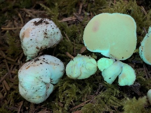  ( - HAY-F-005978)  @11 [ ] by-nc (2023) Dean Lyons Fungal Diversity Survey