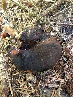  ( - HAY-F-006163)  @11 [ ] by-nc (2023) Dean Lyons Fungal Diversity Survey