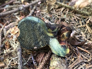  ( - HAY-F-006163)  @11 [ ] by-nc (2023) Dean Lyons Fungal Diversity Survey