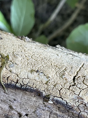  ( - HAY-F-004348)  @11 [ ] by-nc (2023) Jaren Hockert Fungal Diversity Survey