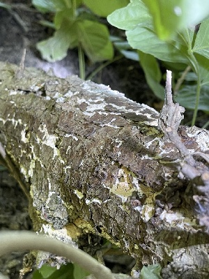  ( - HAY-F-004348)  @11 [ ] by-nc (2023) Jaren Hockert Fungal Diversity Survey