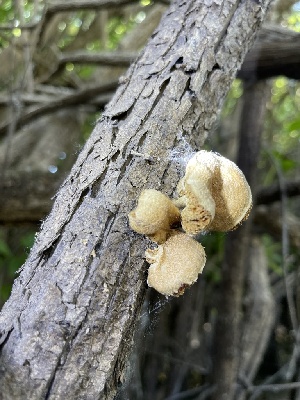  ( - HAY-F-004202)  @11 [ ] by-nc (2023) Jaren Hockert Fungal Diversity Survey