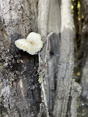  ( - HAY-F-004202)  @11 [ ] by-nc (2023) Jaren Hockert Fungal Diversity Survey