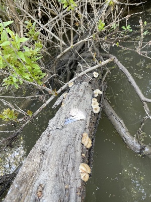  ( - HAY-F-004201)  @11 [ ] by-nc (2023) Jaren Hockert Fungal Diversity Survey