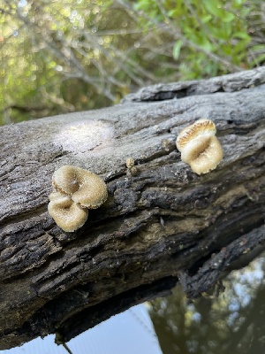  ( - HAY-F-004201)  @11 [ ] by-nc (2023) Jaren Hockert Fungal Diversity Survey