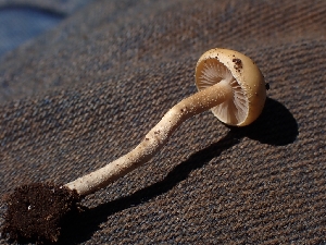  ( - HAY-F-005117)  @11 [ ] by-nc (2023) Sadie Hickey Fungal Diversity Survey
