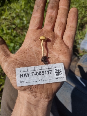  ( - HAY-F-005117)  @11 [ ] by-nc (2023) Sadie Hickey Fungal Diversity Survey