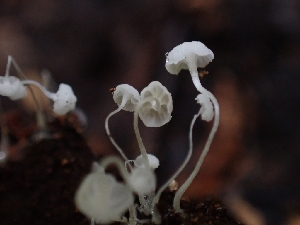  (Phloeomana sp. CA03 - HAY-F-005009)  @11 [ ] by-nc (2023) Sadie Hickey Fungal Diversity Survey