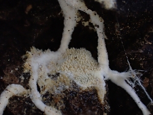  (Steccherinum sp. CA04 - HAY-F-005140)  @11 [ ] by-nc (2023) Sadie Hickey Fungal Diversity Survey