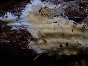  ( - HAY-F-005141)  @11 [ ] by-nc (2023) Sadie Hickey Fungal Diversity Survey