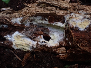  ( - HAY-F-005141)  @11 [ ] by-nc (2023) Sadie Hickey Fungal Diversity Survey