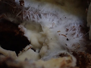  ( - HAY-F-005141)  @11 [ ] by-nc (2023) Sadie Hickey Fungal Diversity Survey