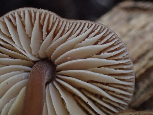  ( - HAY-F-005115)  @11 [ ] by-nc (2023) Sadie Hickey Fungal Diversity Survey