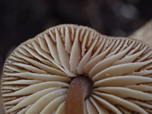  ( - HAY-F-005115)  @11 [ ] by-nc (2023) Sadie Hickey Fungal Diversity Survey