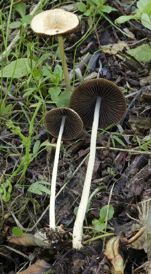  ( - HAY-F-004665)  @11 [ ] by-nc (2023) Taye Bright Fungal Diversity Survey