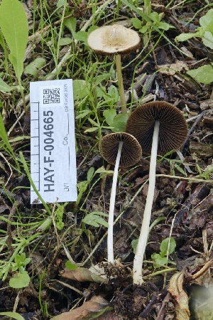  ( - HAY-F-004665)  @11 [ ] by-nc (2023) Taye Bright Fungal Diversity Survey