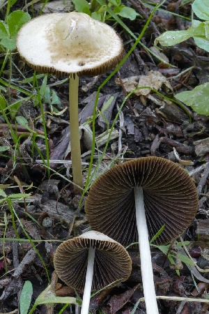  ( - HAY-F-004665)  @11 [ ] by-nc (2023) Taye Bright Fungal Diversity Survey