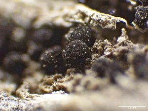  (Melanocucurbitaria - LA-F-000179)  @11 [ ] c (2023) Rudy Diaz Fungal Diversity Survey