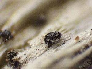  ( - LA-F-000179)  @11 [ ] c (2023) Rudy Diaz Fungal Diversity Survey