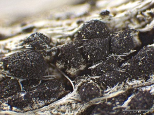  ( - LA-F-000179)  @11 [ ] c (2023) Rudy Diaz Fungal Diversity Survey