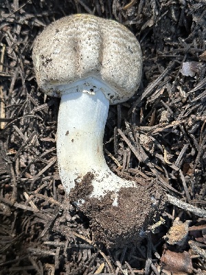  ( - HAY-F-004674)  @11 [ ] by-nc (2023) Taye Bright Fungal Diversity Survey