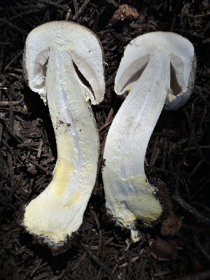  ( - HAY-F-004674)  @11 [ ] by-nc (2023) Taye Bright Fungal Diversity Survey