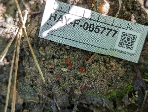  ( - HAY-F-005777)  @11 [ ] by-nc (2023) Stu Pickell Fungal Diversity Survey